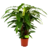 Calathea Rufibarba Bluegrass - Pauwenplant - P21 H105 - Kamerplant -Plant Benodigdheden Winkel calathea rufibarba mirosha pauwenplant p21 h105 4