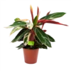 Calathea Stromante Triostar - Schaduwplant - P19 H60 - Kamerplant -Plant Benodigdheden Winkel calathea stromante triostar schaduwplant p19 h60 1 3