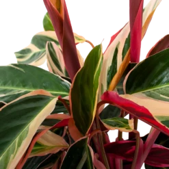 Calathea Stromante Triostar - Schaduwplant - P19 H60 - Kamerplant -Plant Benodigdheden Winkel calathea stromante triostar schaduwplant p19 h60 5 3