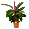 Calathea Warcewiczii - Livingplant - P19 H75 - Kamerplant -Plant Benodigdheden Winkel calathea warcewiczii livingplant p19 h75 1 1
