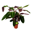 Calathea Warcewiczii - Livingplant - P21 H75 - Kamerplant -Plant Benodigdheden Winkel calathea warcewiczii livingplant p21 h75 1 1