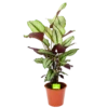 Calathea Whitestar - Schaduwplant - P19 H75 - Kamerplant -Plant Benodigdheden Winkel calathea whitestar schaduwplant p19 h75 1 1