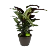 Calathea Whitestar - Schaduwplant - P32 H80 - Kamerplant -Plant Benodigdheden Winkel calathea whitestar schaduwplant p32 h80 1
