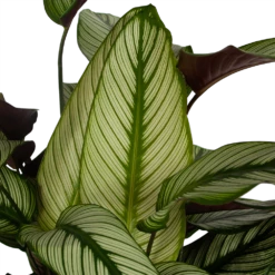 Calathea Whitestar - Schaduwplant - P32 H80 - Kamerplant -Plant Benodigdheden Winkel calathea whitestar schaduwplant p32 h80 5