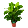 Calathea Zebrina - Livingplant - P19 H80 - Kamerplant -Plant Benodigdheden Winkel calathea zebrina livingplant p19 h65 1 2