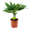 Chamaedorea Metallica Bergpalm - P17 H50 - Kamerplant 1 Chamaedorea Metallica Bergpalm - P17 H50 - Kamerplant -Plant Benodigdheden Winkel chamaedorea metallica bergpalm p17cm h50cm 4 1