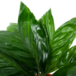 Chamaedorea Metallica Bergpalm - P17 H50 - Kamerplant -Plant Benodigdheden Winkel chamaedorea metallica bergpalm p17cm h50cm 6