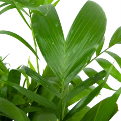 Chamaedorea Seifrizii - Bergpalm - P24 H100 - Kamerplant 7 Chamaedorea Seifrizii - Bergpalm - P24 H100 - Kamerplant -Plant Benodigdheden Winkel chamaedorea seifrizii bergpalm p24 h100 5