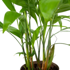 Chamaedorea Seifrizii - Bergpalm - P24 H100 - Kamerplant 8 Chamaedorea Seifrizii - Bergpalm - P24 H100 - Kamerplant -Plant Benodigdheden Winkel chamaedorea seifrizii bergpalm p24 h100 6