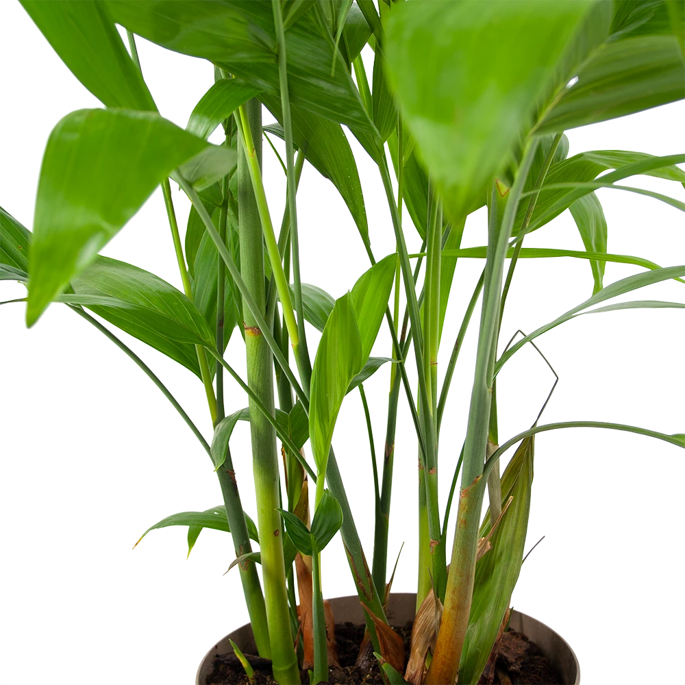 Chamaedorea Seifrizii - Bergpalm - P24 H100 - Kamerplant 5 Chamaedorea Seifrizii - Bergpalm - P24 H100 - Kamerplant - Afbeelding 3