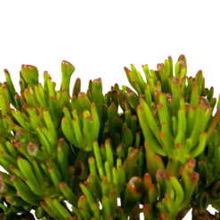 Crassula Ovata Gollum - P23 H50 - Kamerplant -Plant Benodigdheden Winkel crassula ovata gollum p23 h50 5 1