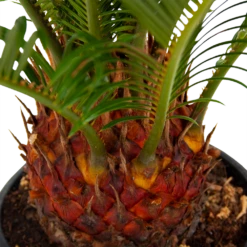 Cycas Revoluta - Vredespalm - P17 H60 - Kamerplant 6 Cycas Revoluta - Vredespalm - P17 H60 - Kamerplant -Plant Benodigdheden Winkel cycas revoluta vredespalm p17 h60 5