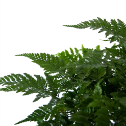 Davallia Teyermannii - In Hangpot - P17 H30 - Kamerplant -Plant Benodigdheden Winkel davallia teyermannii in hangpot p17 h30 6