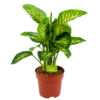 Dieffenbachia Seguine 'Reeva' - P24 H90 - Kamerplant -Plant Benodigdheden Winkel dieffenbachia seguine reeva p24 h90 1 1