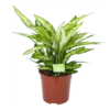 Dieffenbachia Vesuvius - P27 H70 - Kamerplant -Plant Benodigdheden Winkel dieffenbachia vesuvius p27 h70 1