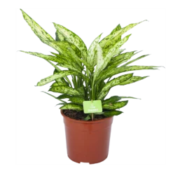 Dieffenbachia Vesuvius - P27 H70 - Kamerplant
