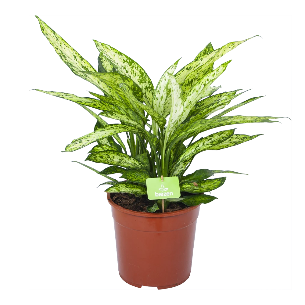 Dieffenbachia Vesuvius - P27 H70 - Kamerplant 2 Dieffenbachia Vesuvius - P27 H70 - Kamerplant