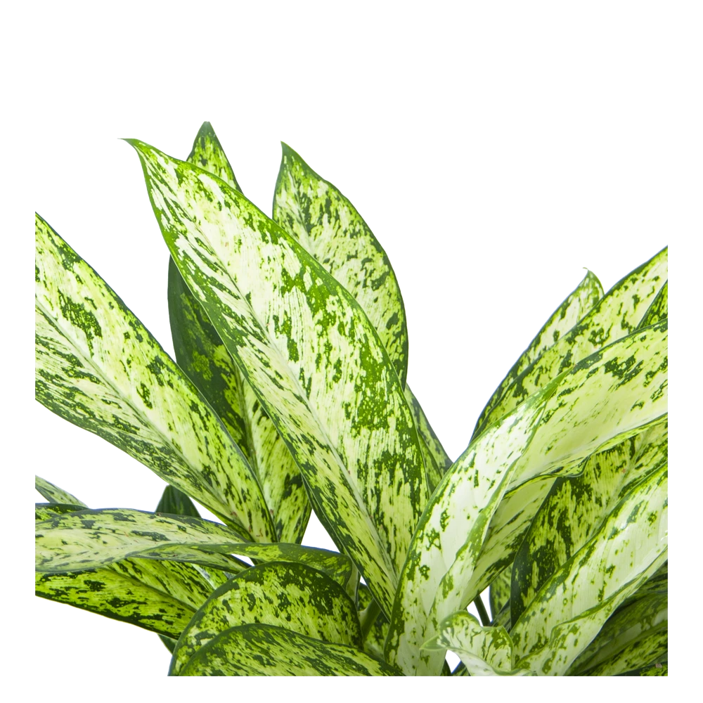 Dieffenbachia Vesuvius - P27 H70 - Kamerplant 3 Dieffenbachia Vesuvius - P27 H70 - Kamerplant - Afbeelding 2