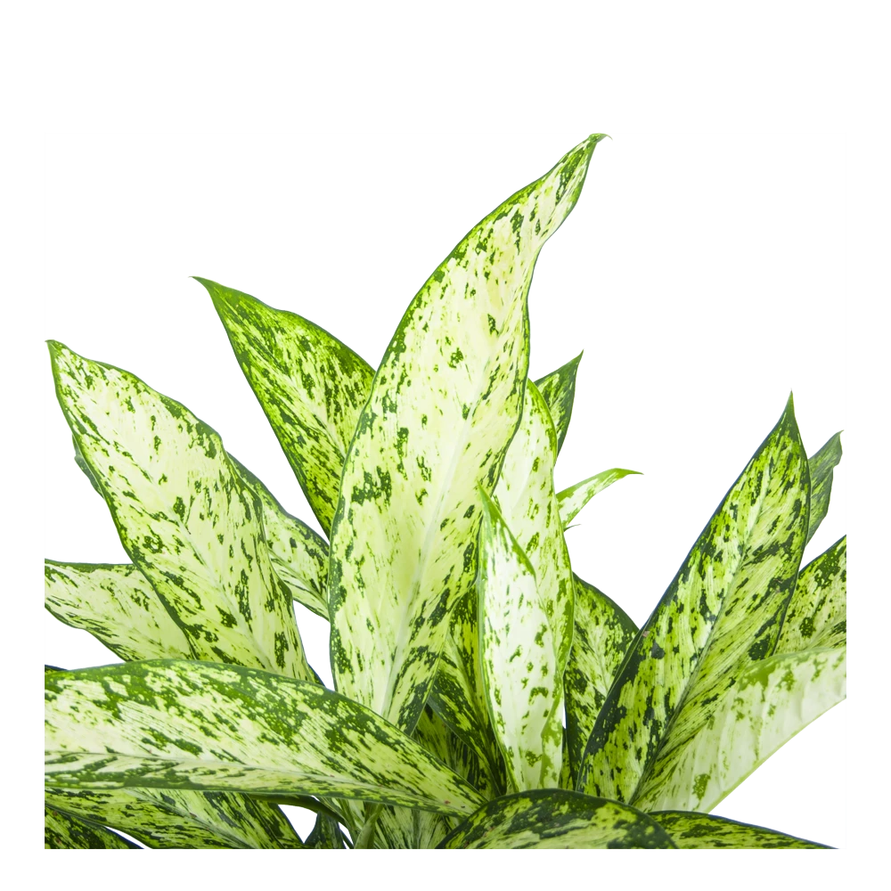 Dieffenbachia Vesuvius - P27 H70 - Kamerplant 4 Dieffenbachia Vesuvius - P27 H70 - Kamerplant - Afbeelding 3