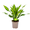 Dracaena Burley - Drakenbloedboom - P24 H90 - Kamerplant -Plant Benodigdheden Winkel dracaena burley drakenbloedboom p24 h90 1 1