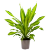 Dracaena Charley - Drakenbloedboom - P24 H95 - Kamerplant 1 Dracaena Charley - Drakenbloedboom - P24 H95 - Kamerplant -Plant Benodigdheden Winkel dracaena charley drakenbloedboom p24 h95 1
