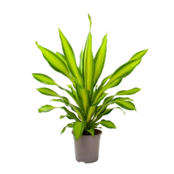 Dracaena Charley - Drakenbloedboom - P24 H95 - Kamerplant -Plant Benodigdheden Winkel dracaena charley drakenbloedboom p24 h95 3