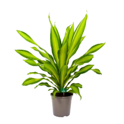Dracaena Charley - Drakenbloedboom - P24 H95 - Kamerplant -Plant Benodigdheden Winkel dracaena charley drakenbloedboom p24 h95 4