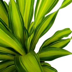 Dracaena Charley - Drakenbloedboom - P24 H95 - Kamerplant -Plant Benodigdheden Winkel dracaena charley drakenbloedboom p24 h95 5