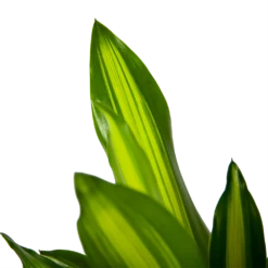 Dracaena Cintho - Op Stam - Drakenbloedboom - P21 H100 - Kamerplant -Plant Benodigdheden Winkel dracaena cintho op stam drakenbloedboom p21 h100 6 1