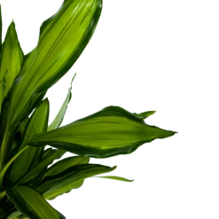 Dracaena Cintho - Op Stam - Drakenbloedboom - P24 H150 - Kamerplant -Plant Benodigdheden Winkel dracaena cintho op stam drakenbloedboom p24 h150 6 1