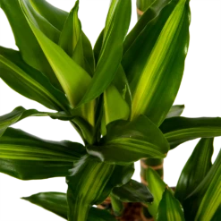 Dracaena Cintho - Op Stam - Drakenbloedboom - P27 H150 - Kamerplant 8 Dracaena Cintho - Op Stam - Drakenbloedboom - P27 H150 - Kamerplant -Plant Benodigdheden Winkel dracaena cintho op stam drakenbloedboom p27 h150 6 1