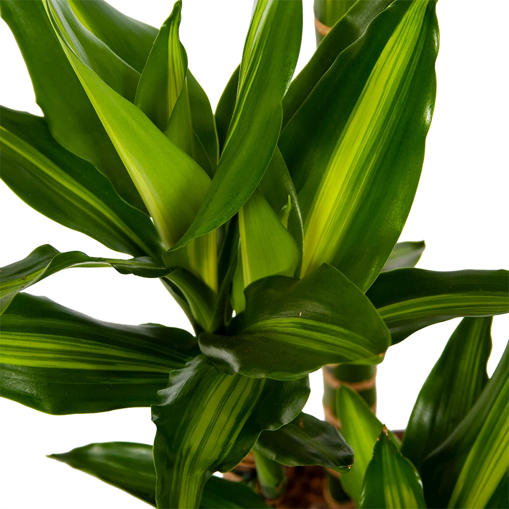 Dracaena Cintho - Op Stam - Drakenbloedboom - P27 H150 - Kamerplant 5 Dracaena Cintho - Op Stam - Drakenbloedboom - P27 H150 - Kamerplant - Afbeelding 3