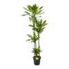 Dracaena Cintho - Op Stam - Drakenbloedboom - P27 H190 - Kamerplant -Plant Benodigdheden Winkel dracaena cintho op stam drakenbloedboom p27 h190 1