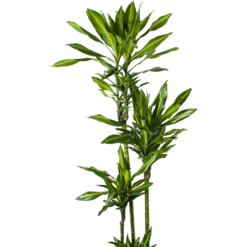 Dracaena Cintho - Op Stam - Drakenbloedboom - P27 H190 - Kamerplant -Plant Benodigdheden Winkel dracaena cintho op stam drakenbloedboom p27 h190 5