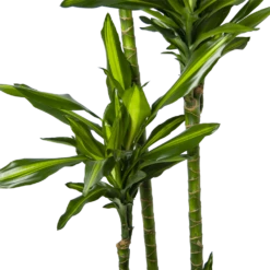 Dracaena Cintho - Op Stam - Drakenbloedboom - P27 H190 - Kamerplant -Plant Benodigdheden Winkel dracaena cintho op stam drakenbloedboom p27 h190 6