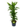 Dracaena Cintho - Vertakt - Drakenbloedboom - P27 H120 - Kamerplant -Plant Benodigdheden Winkel dracaena cintho vertakt drakenbloedboom p27 h120 1 3