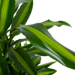 Dracaena Cintho - Vertakt - Drakenbloedboom - P27 H120 - Kamerplant -Plant Benodigdheden Winkel dracaena cintho vertakt drakenbloedboom p27 h120 5 3