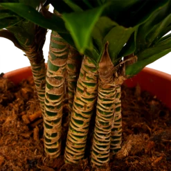 Dracaena Compacta - Vertakt - Drakenbloedboom - P27 H100 - Kamerplant -Plant Benodigdheden Winkel dracaena compacta vertakt drakenbloedboom p27 h100 6 1