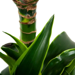 Dracaena Dorado - Op Stam - Drakenbloedboom - P21 H100 - Kamerplant -Plant Benodigdheden Winkel dracaena dorado drakenbloedboom p21 h100 5