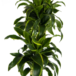 Dracaena Dorado - Op Stam - Drakenbloedboom - P27 H180 - Kamerplant -Plant Benodigdheden Winkel dracaena dorado op stam drakenbloedboom p27 h180 kamerplant 3