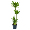 Dracaena Golden Coast - Op Stam - Drakenbloedboom - P27 H150 - Kamerplant -Plant Benodigdheden Winkel dracaena golden coast op stam drakenbloedboom p27 h150 1