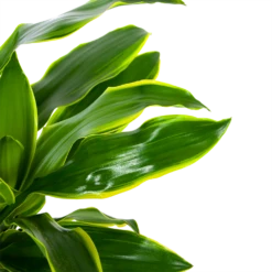 Dracaena Golden Coast - Op Stam - Drakenbloedboom - P27 H150 - Kamerplant -Plant Benodigdheden Winkel dracaena golden coast op stam drakenbloedboom p27 h150 6