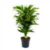 Dracaena Golden Coast - Vertakt - Drakenbloedboom - P21 H80 - Kamerplant 1 Dracaena Golden Coast - Vertakt - Drakenbloedboom - P21 H80 - Kamerplant -Plant Benodigdheden Winkel dracaena golden coastdrakenbloedboom p21 h80 4