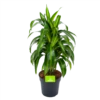 Dracaena Hawaiiana - Vertrakt - Drakenbloedboom - P21 H80 - Kamerplant 2 Dracaena Hawaiiana - Vertrakt - Drakenbloedboom - P21 H80 - Kamerplant -Plant Benodigdheden Winkel dracaena hawaiiana vertrakt drakenbloedboom p21 h80 1 3