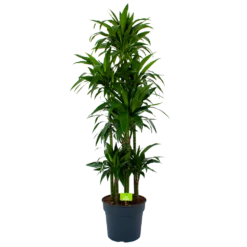 Dracaena Janet Craig - Op Stam - Drakenbloedboom - P34 H170 - Kamerplant