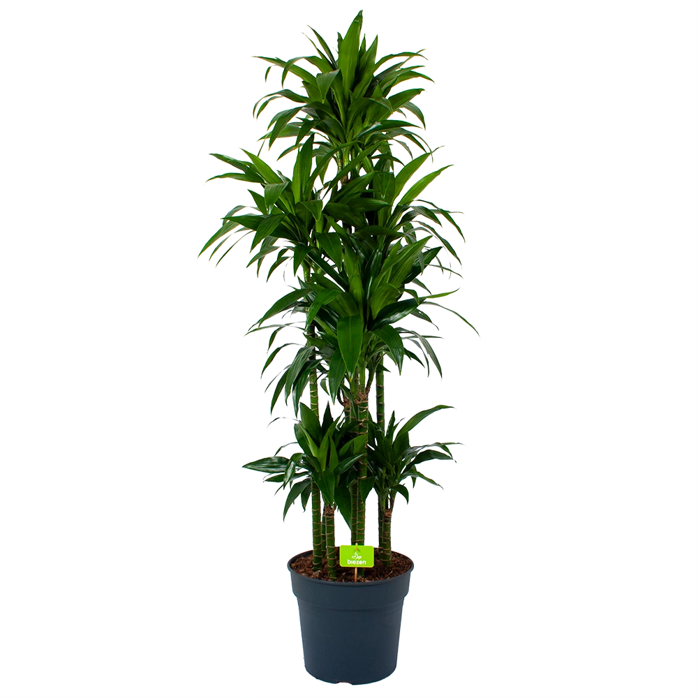 Dracaena Janet Craig - Op Stam - Drakenbloedboom - P34 H170 - Kamerplant 3 Dracaena Janet Craig - Op Stam - Drakenbloedboom - P34 H170 - Kamerplant