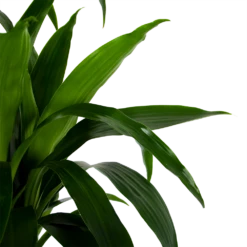 Dracaena Janet Craig - Op Stam - Drakenbloedboom - P34 H170 - Kamerplant 8 Dracaena Janet Craig - Op Stam - Drakenbloedboom - P34 H170 - Kamerplant -Plant Benodigdheden Winkel dracaena janet craig op stam drakenbloedboom p34 h170 6 1