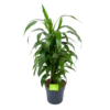 Dracaena Janet Craig - Vertrakt - Drakenbloedboom - P21 H80 - Kamerplant -Plant Benodigdheden Winkel dracaena janet craig vertrakt drakenbloedboom p21 h80 1 3