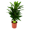 Dracaena Janet Lind - Vertakt - Drakenbloedboom - P21 H80 - Kamerplant -Plant Benodigdheden Winkel dracaena janet lind vertakt drakenbloedboom p21 h80 1