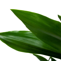 Dracaena Janet Lind - Vertakt - Drakenbloedboom - P21 H80 - Kamerplant -Plant Benodigdheden Winkel dracaena janet lind vertakt drakenbloedboom p21 h80 6